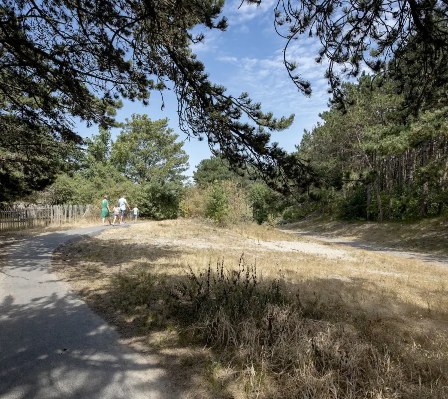 Woestyn | Duinbossen De Haan