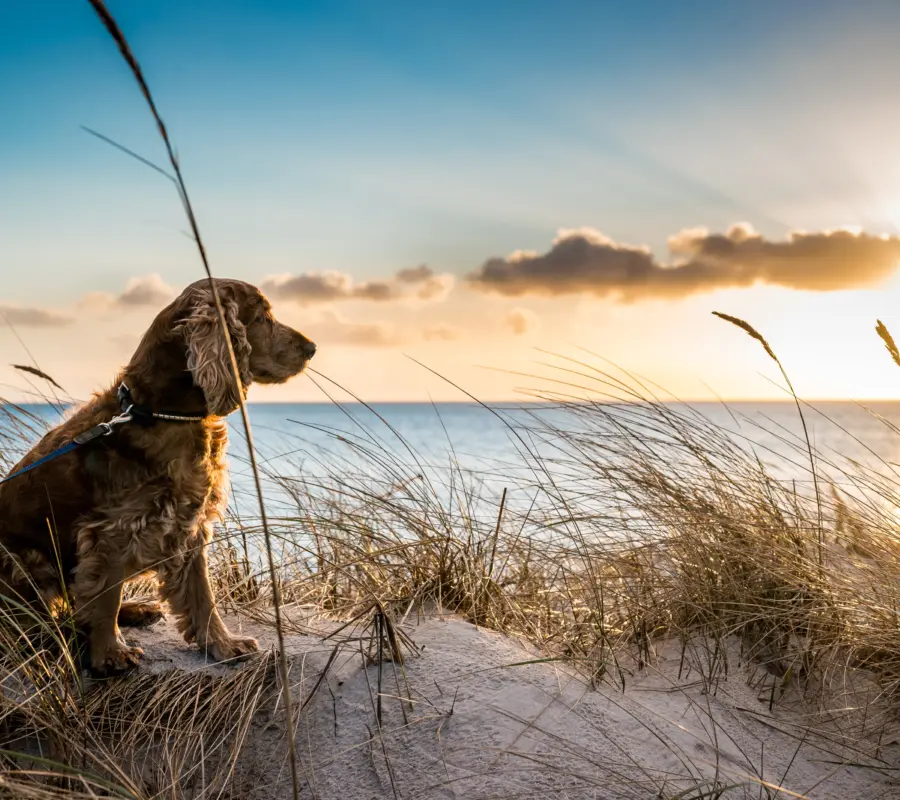Woestyn | Hond in duinen